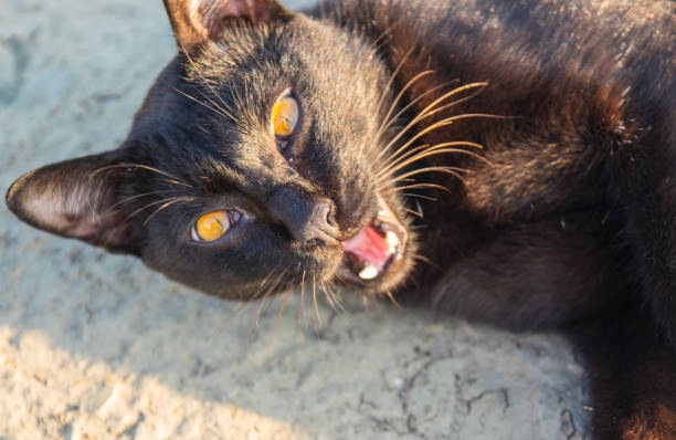 istock black cat in Thailand Asia 1305769441
