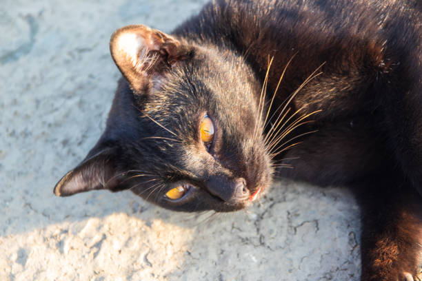 istock black cat in Thailand Asia 1305769446
