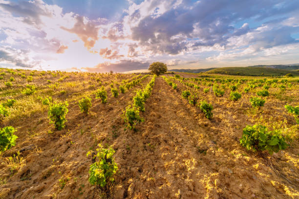 istock organic vineyards at sunset 1305769465