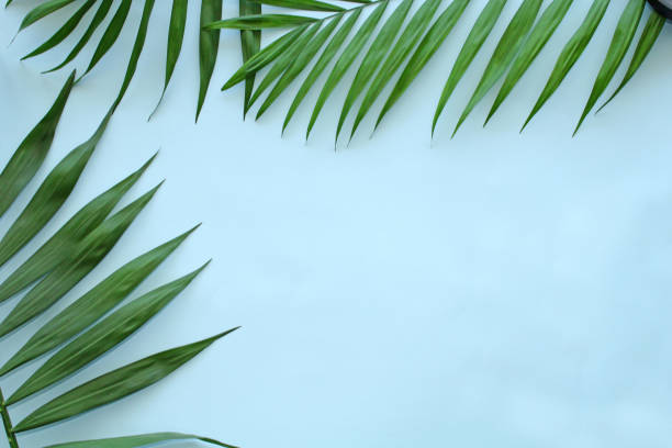 istock Frame of palm Leaves on blue background 1305769612