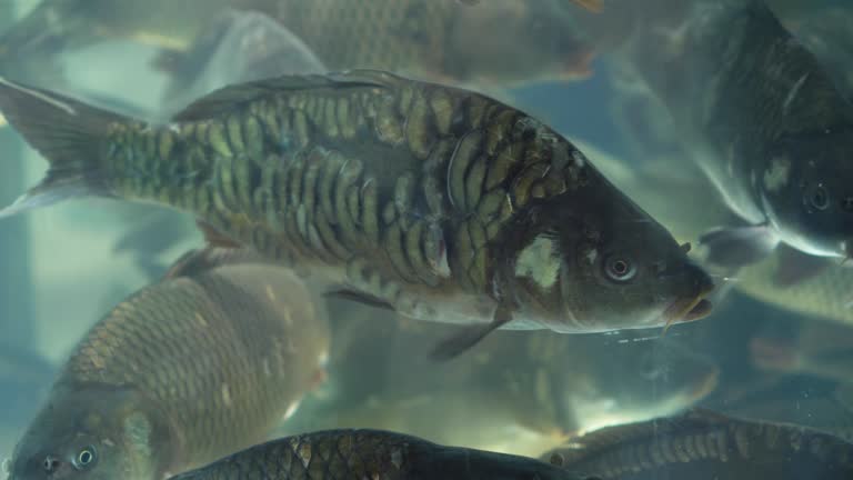 Shoal of Fish Free Stock Video Footage Download Clips Animals Shoal of Fish Free Stock Video Footage Download Clips Animals