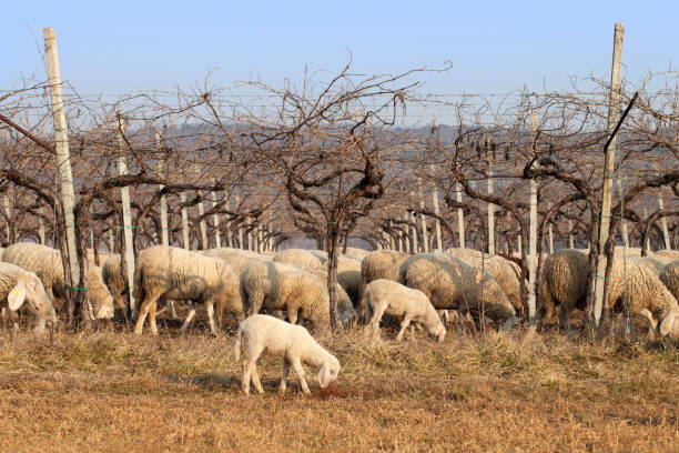 pecore al pascolo tra le viti - biodynamic foto e immagini stock