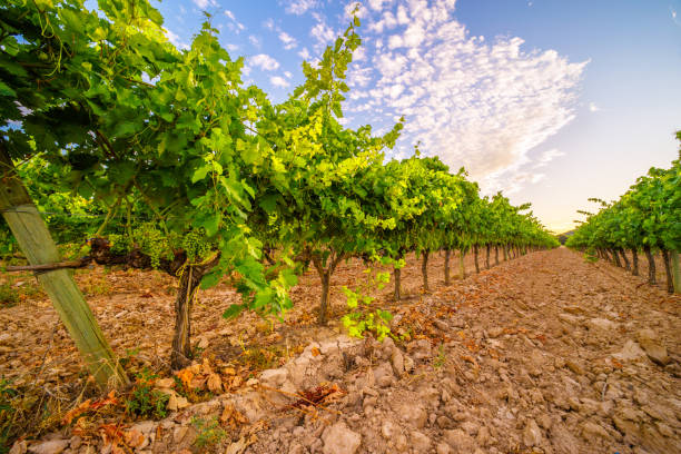vigneti biologici al tramonto - agriculture winemaking cultivated land diminishing perspective foto e immagini stock