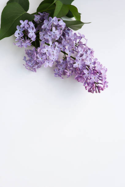 istock branch of lilac on a white background 1305772643