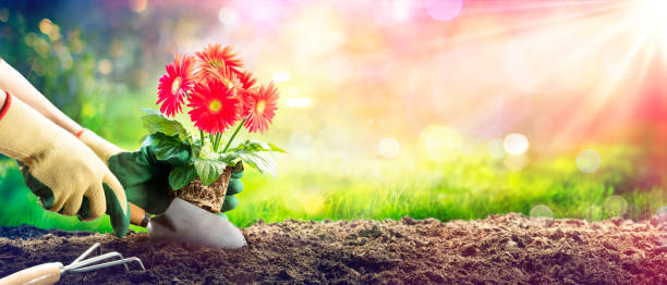 istock Planting A Red Daisy In Garden - Gardening Concept 1305772852