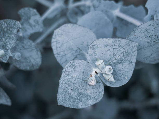 Horizontal closeup of beautiful, scented Blue Gum leaves growing on a Eucalyptus tree. Soft focus background.