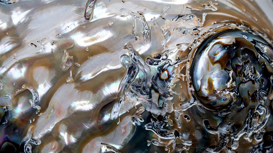 Macro photography of a external surface of a sea shell have been polished polish.