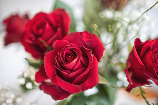 Red Garden Roses are hybrid roses that are grown as a ornamental plant in public or private gardens. This is one of the most popular cultivated flowering plant in the world.