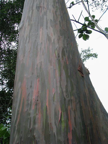 Leda tree (Eucalyptus deglupta) in the Wakonti Protected Forest area, Baubau, Southeast Sulawesi, (local name is Loreng Tree or Army texture), this tree contains essential oils in the leaves which are commonly used for the pharmaceutical, food and cosmetic industries.