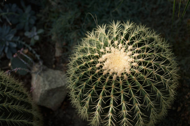 okrągły zielony kaktus echinocactus grusonii. - grusonii zdjęcia i obrazy z banku zdjęć