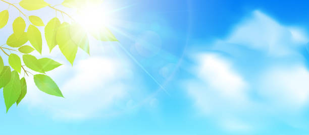 illustrazioni stock, clip art, cartoni animati e icone di tendenza di foglie verdi sul cielo blu. illustrazione vettoriale. - sun flare
