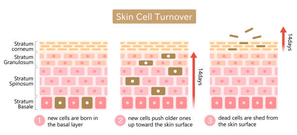 skin cell turnover process illustration. Skin care and beauty concept cell turnover is process of shedding dead skin cells and replacement with younger cells.  Isolated on white background epidermal cell stock illustrations