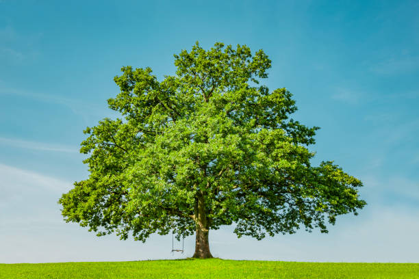 istock Green tree on on a green meadow 1305782920