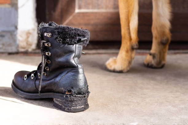 istock Black boot spoiled and gnawed by a dog with teeth marks and large paws of a German shepherd in the background 1305782999