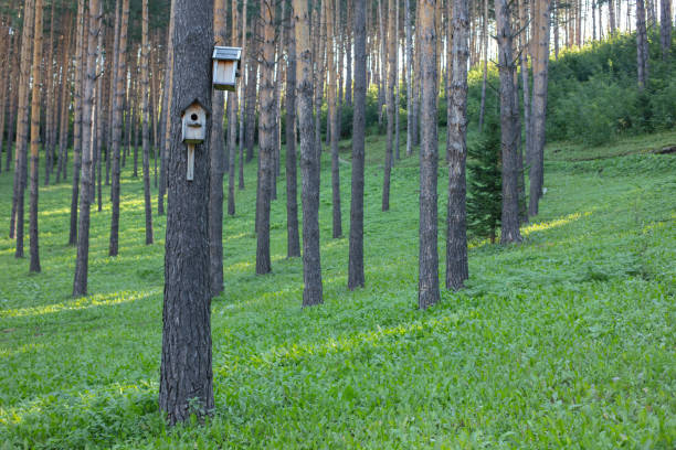 Beautiful pine forest with paths for walking and houses for birdsBeauty pine forest with paths for walking and houses for birds. Summer landscape in a pine forest