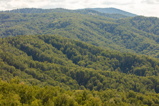 istock Very beautiful panoramic view of the birch from a high point 1305783711