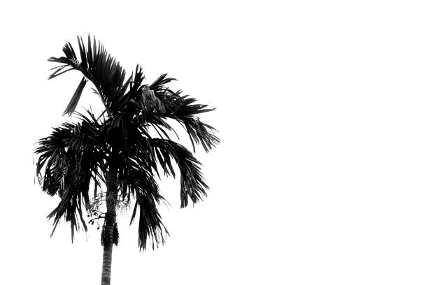 istock the silhouette of coconut trees 1305784851