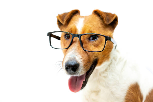 istock Pretty clever fox terrier dog stylish reading glasses with black frames. White background 1305786162