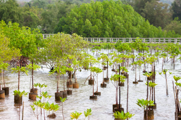 wiederbepflanzung von mangrovenwäldern für einen nachhaltigen und wiederherstellung des lebensraums der ozeane im küstengebiet - mangrove stock-fotos und bilder