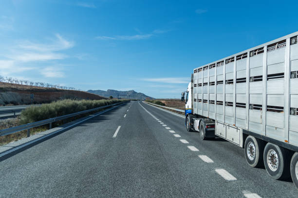 Cattle Cage Truck Truck with semi-trailer for the transport of cattle driving on a highway. transportation cage stock pictures, royalty-free photos & images