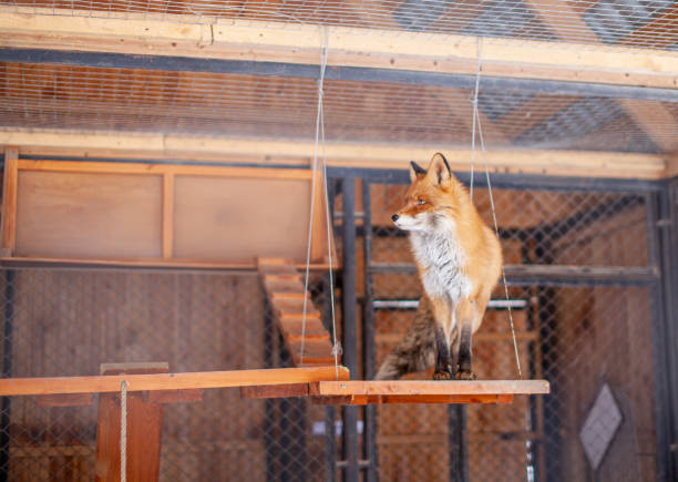 istock Wild red Fox sitting in a cage at the zoo. 1305788529