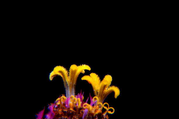 istock Red Zinnia flower in blossom 1305790041