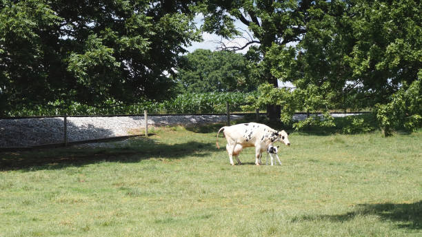 madre mucca al pascolo che appena nascita di un cucciolo di vitello e bambino che cerca di camminare - domestic cattle calf mother field foto e immagini stock