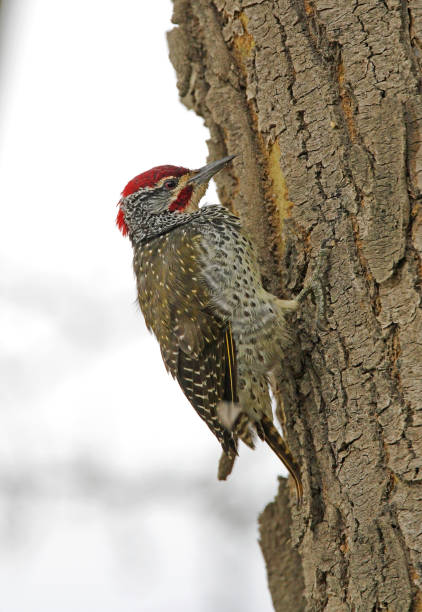 istock Nubian Woodpecker 1305791370