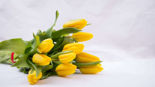 istock Bouquet yellow tulips isolated on a white background. 1305793266