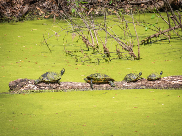 istock Turtles on wood in a marsh 1305793895