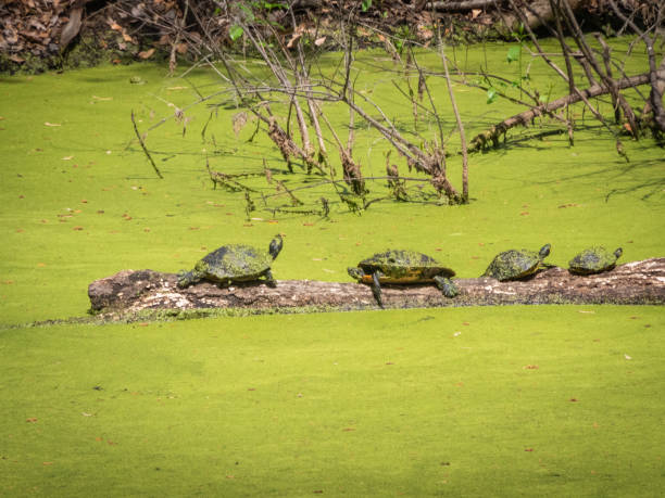 istock Turtles on wood in a marsh 1305793948