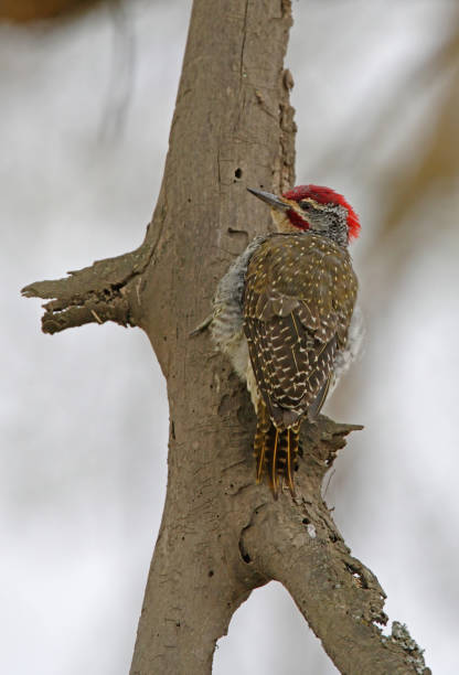 istock Nubian Woodpecker 1305794002