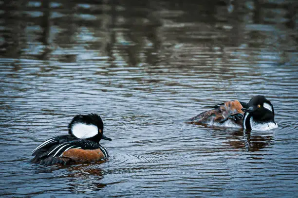 Two Male Hooded Mergansers Chatting in the marsh