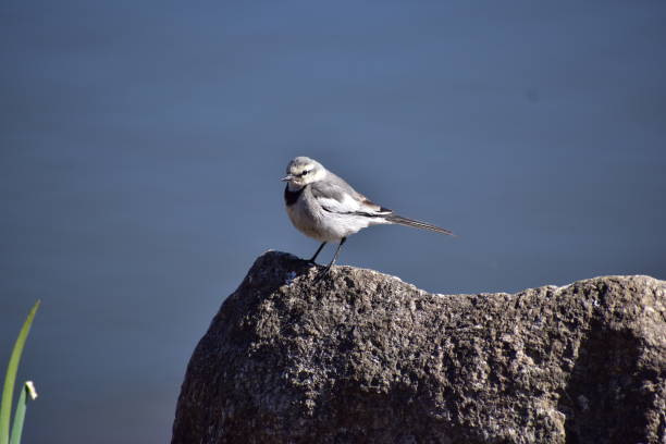 istock Portrait of grey wagtail 1305800197