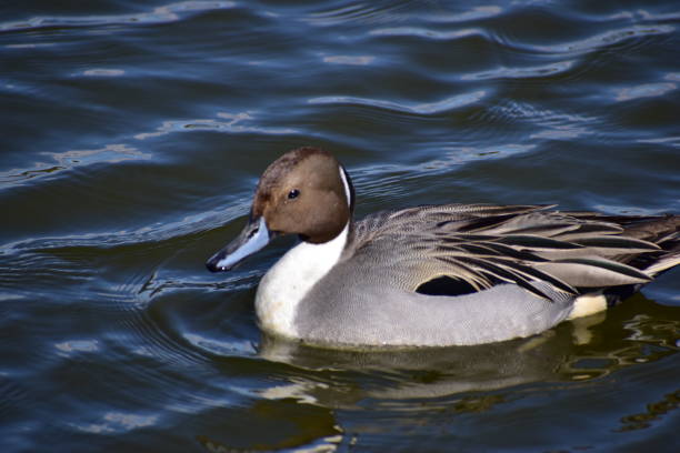 istock Portrait of the bird called Pintail 1305801211