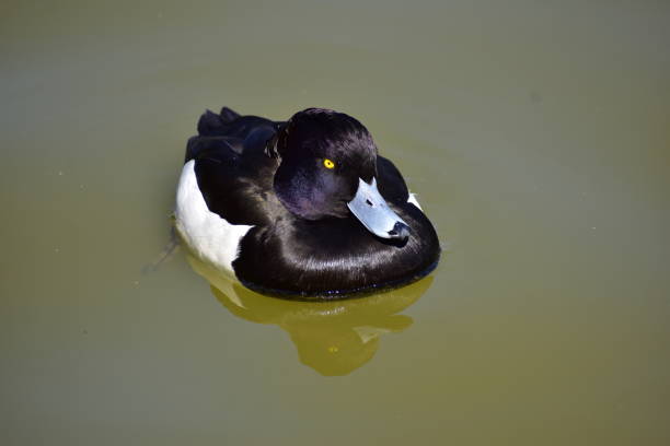 istock Portrait of tufted duck 1305801255