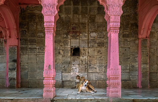 Mathura, India - October 11, 2019: Young monkeys groom dog sitting on floor of Hindu temple covered in religious inscriptions on October 11, 2019 in Mathura, Uttar Pradesh, India.
