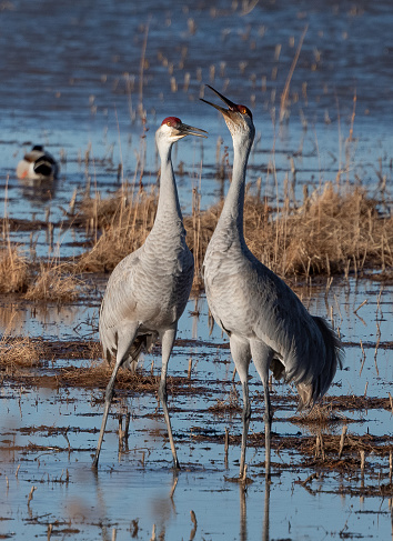 Sandhill cranes with head high vocalizing their feelings during mating season. These cranes were photographed in New Mexico, USA at Bosque del Apache. The Sandhill crane is a large crane of North America and extreme northeastern Siberia. The name of this bird refers to habitat like that at the Platte River, on the edge of Nebraska's Sandhills.