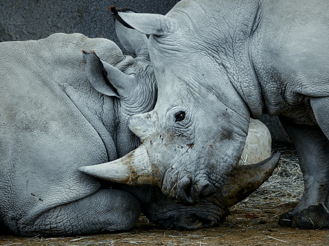 Two rhinos side by side.