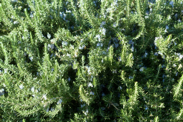 istock Green rosemary herb with blue flowers background 1305803944