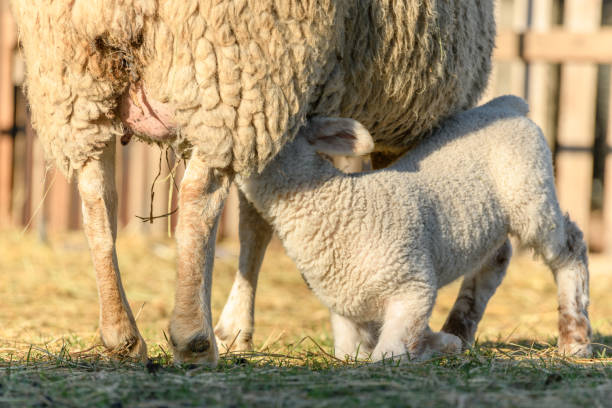 Lamb and sheep in a sheepfold and a pasture in a village in winter