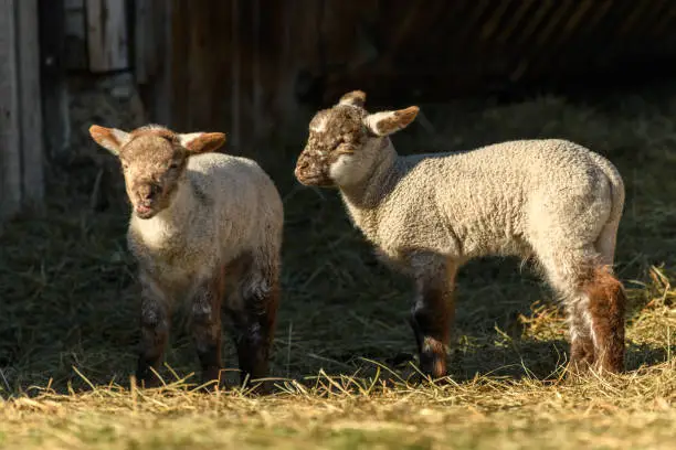 Lamb and sheep in a sheepfold and a pasture in a village in winter