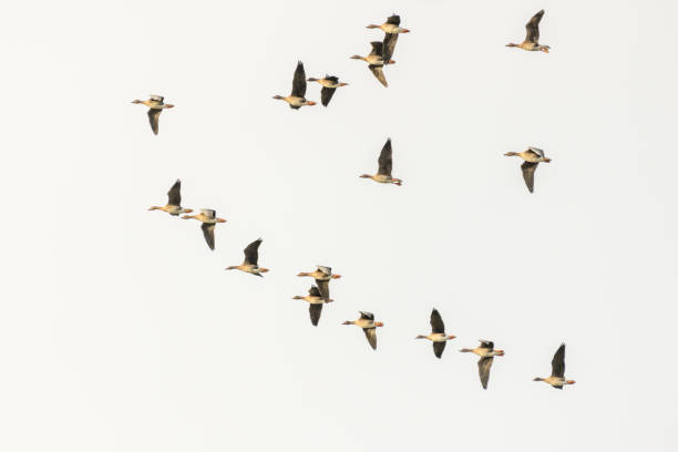 istock Group of wild geese in flight over the plain 1305804111