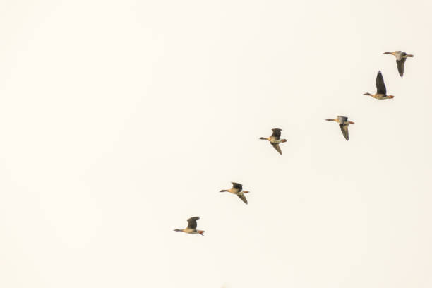 istock Group of wild geese in flight over the plain 1305804116