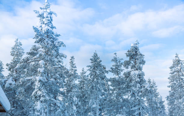 istock Spruce Tree Forest Covered by Snow in Winter Landscape 1305804145