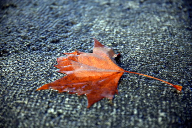 istock Selective focus on a dry autumn leaf partially moistened by rain, on a textured stone surface 1305805260