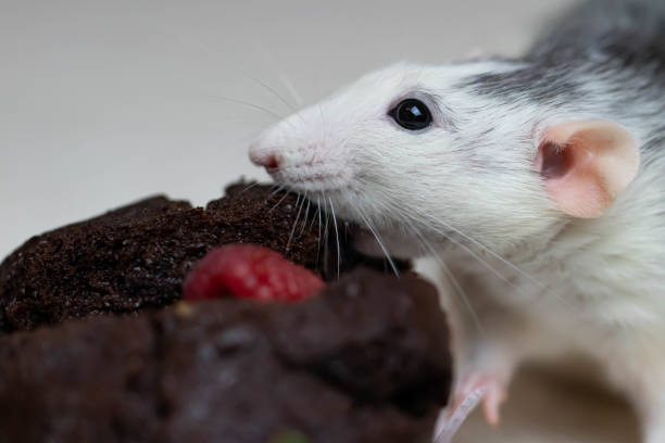 A cute and funny decorative white gray rat sniffs and wants to eat a delicious baked cupcake or muffin. Juicy strawberries and blueberries lie nearby. Rodent laboratory close-up.