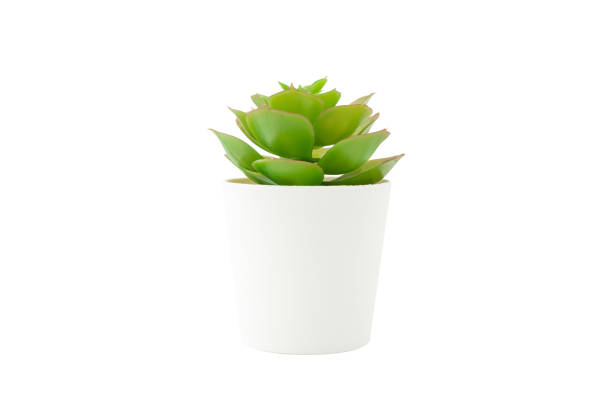 istock Artificial plant in white pot isolated on white background. 1305805768