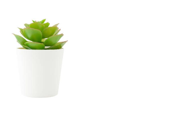 istock Artificial plant in white pot isolated on white background. Copy space. 1305805818