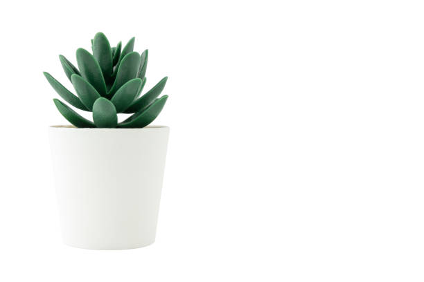 istock Artificial plant in white pot isolated on white background. Copy space. 1305805845